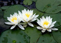 water lilies 5x7.jpg