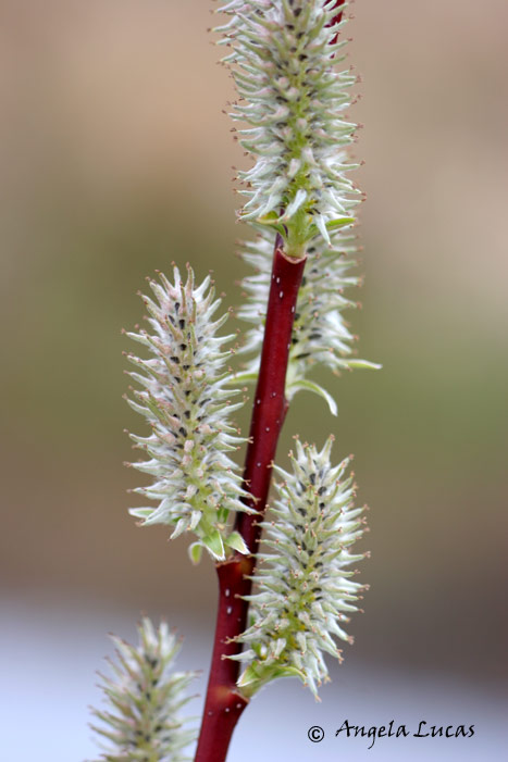 willow-catkin.jpg