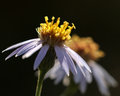 aster 8x10.jpg