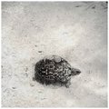 leopard tortoise