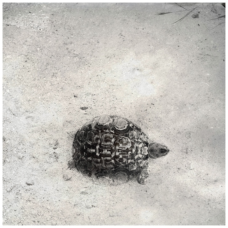 leopard tortoise
