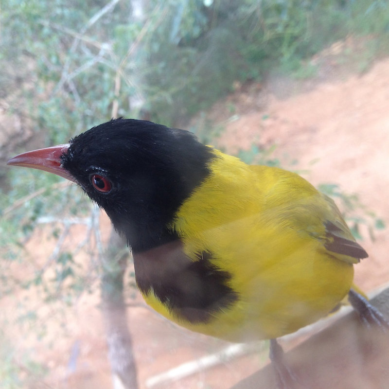 Black-headed oriole