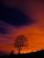 tree3.jpg