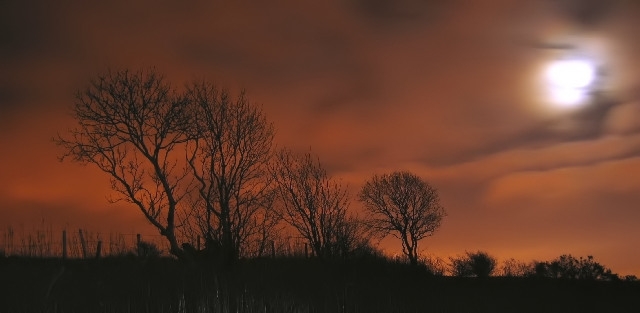 trees and moon.jpg