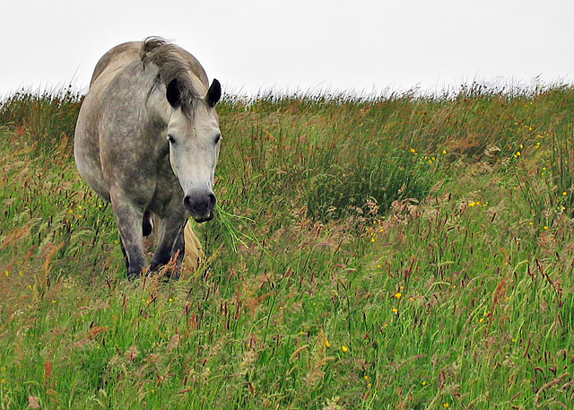 Irish Horse