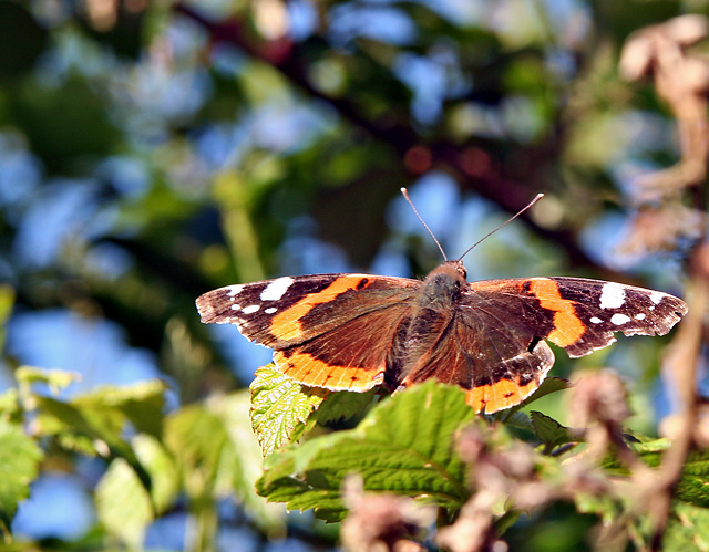 Papillon