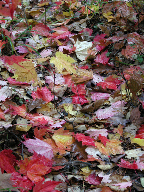 FALL1_05.jpg