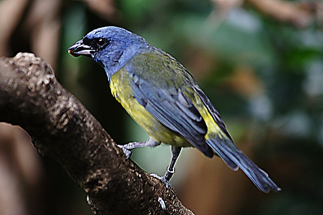 Blue Bird