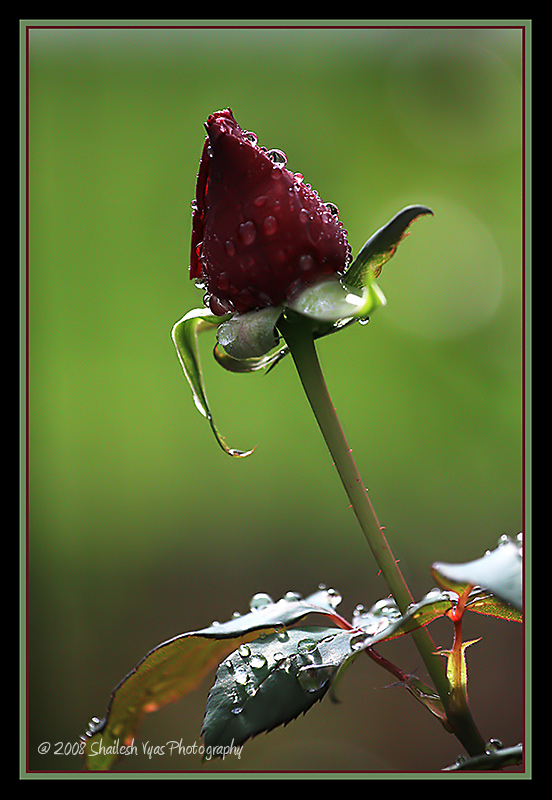 The First Rain