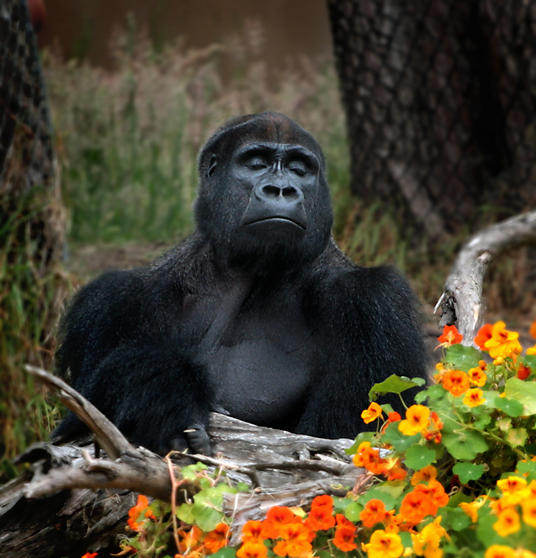 San-Francisco-Zoo-028_web.jpg