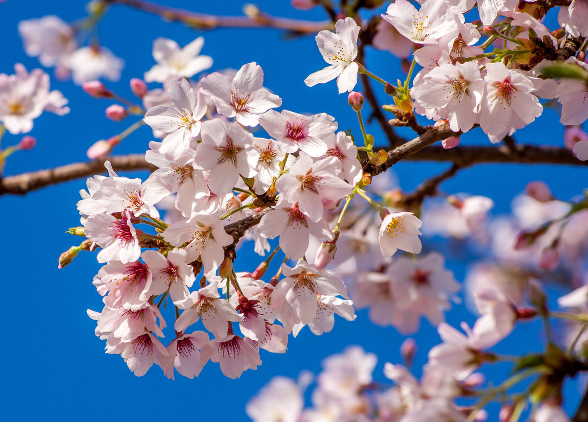 Spring Blossoms 2