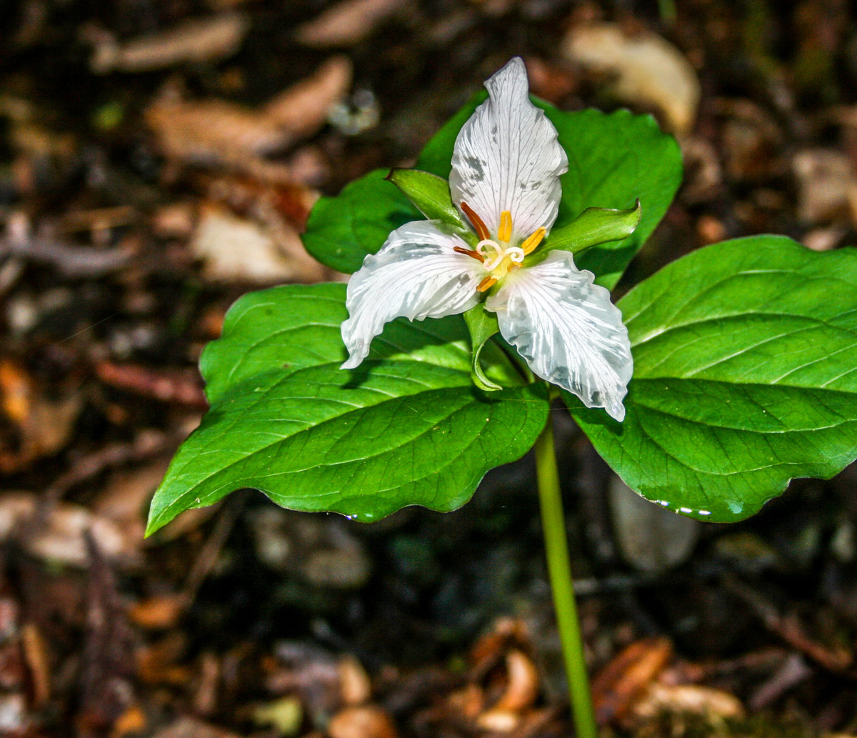 Trillium 2
