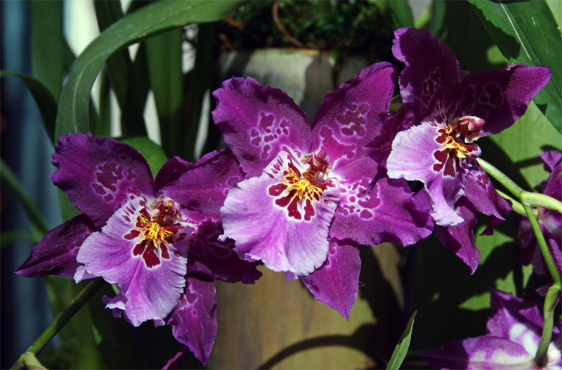 Orchid-2.jpg