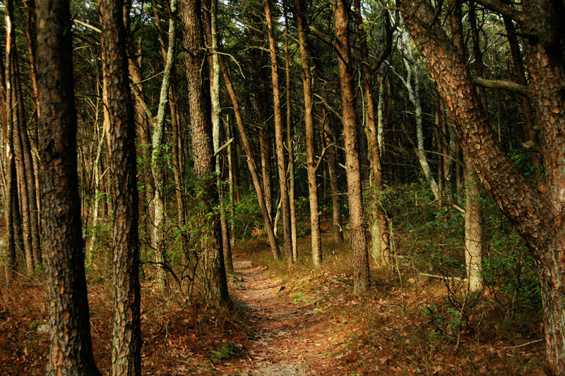 forest
