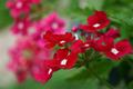 Red Flowers