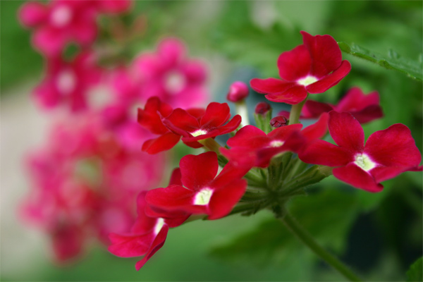 Red Flowers