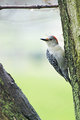 Red-belliedWoodpecker