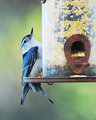 White-breastedNuthatch