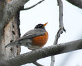 AmericanRobin