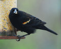 Red-wingedBlackbird