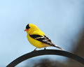 AmericanGoldfinch