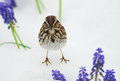 SongSparrow