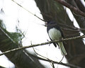 Dark-eyedJunco