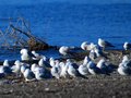 Ring-billed Gull