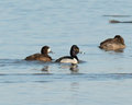 Ring-necked Duck