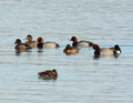 Redheads