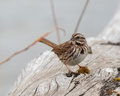 Song Sparrow