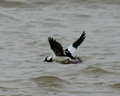 Bufflehead