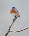 Eastern Bluebird