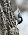 White-breasted Nuthatch