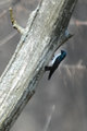 Tree Swallow