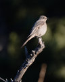 Townsend's Solitaire