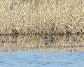 Green-winged Teal