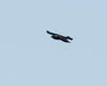 Common Grackle