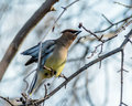 Cedar Waxwing