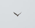 Peregrine Falcon