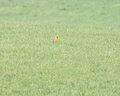 Eastern Meadowlark