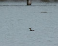 Pied-billed Grebe