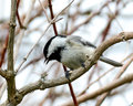 Black-capped Chickadee