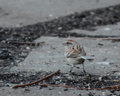 American Tree Sparrow
