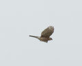 Sharp-shinned Hawk