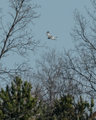 Northern Harrier