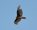 Turkey Vulture