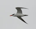 Caspian Tern