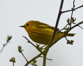 Yellow Warbler