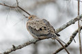 Mourning Dove